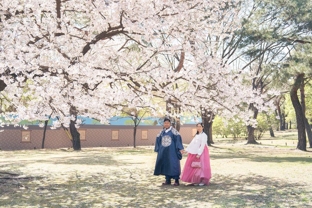 Couple in traditional Korean hanbok walking hand in hand under blooming cherry blossom trees in a park.