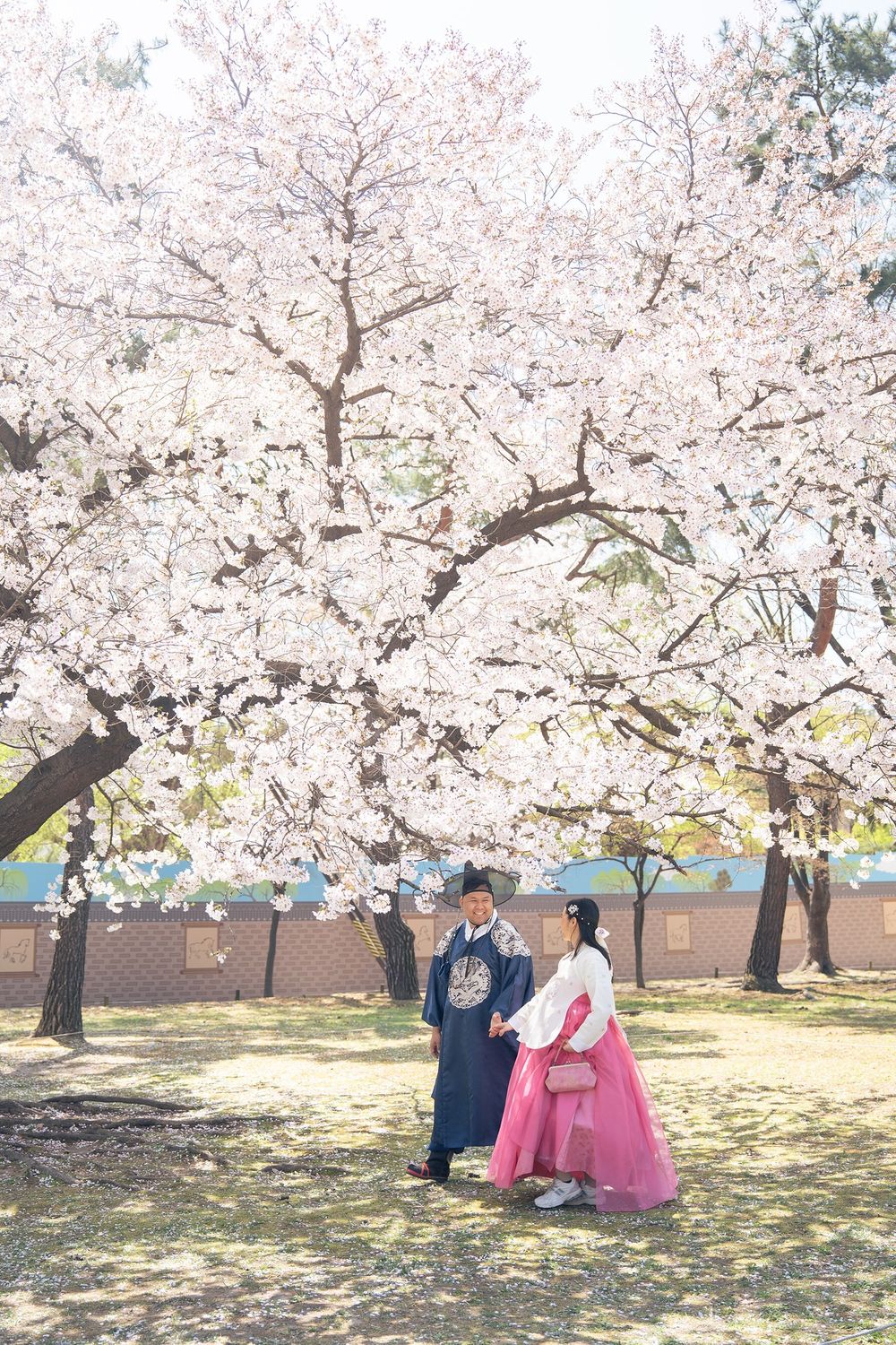 Couple in traditional Korean hanbok attire standing under blooming cherry blossom trees in spring.