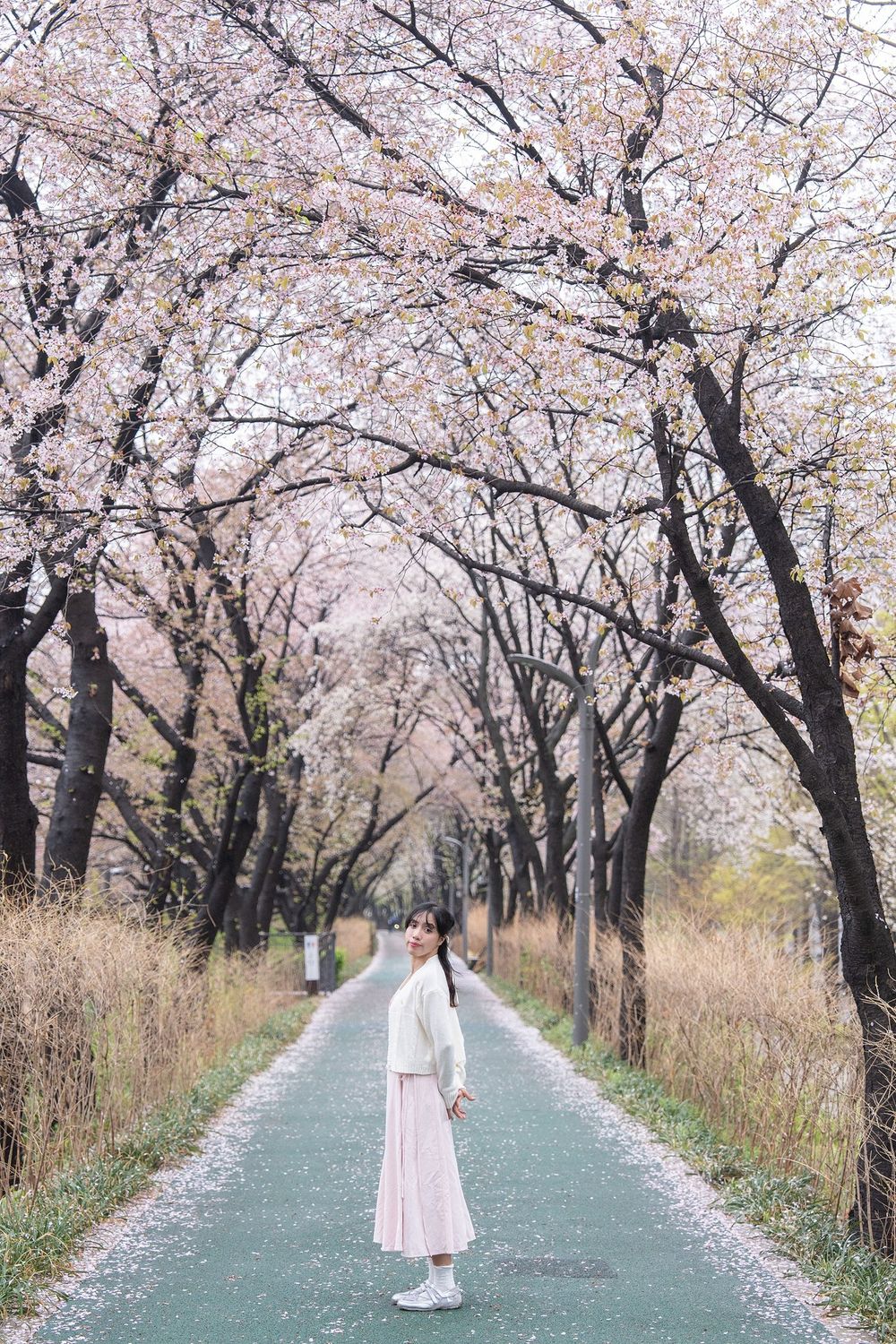 Woman in white top and pink skirt standing on a tree-lined path under blooming cherry blossoms in spring.