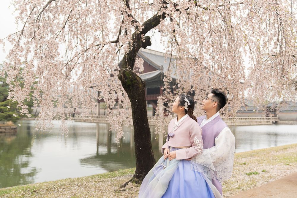 Couple in traditional Korean hanbok attire standing under blooming cherry blossom tree by a serene pond.