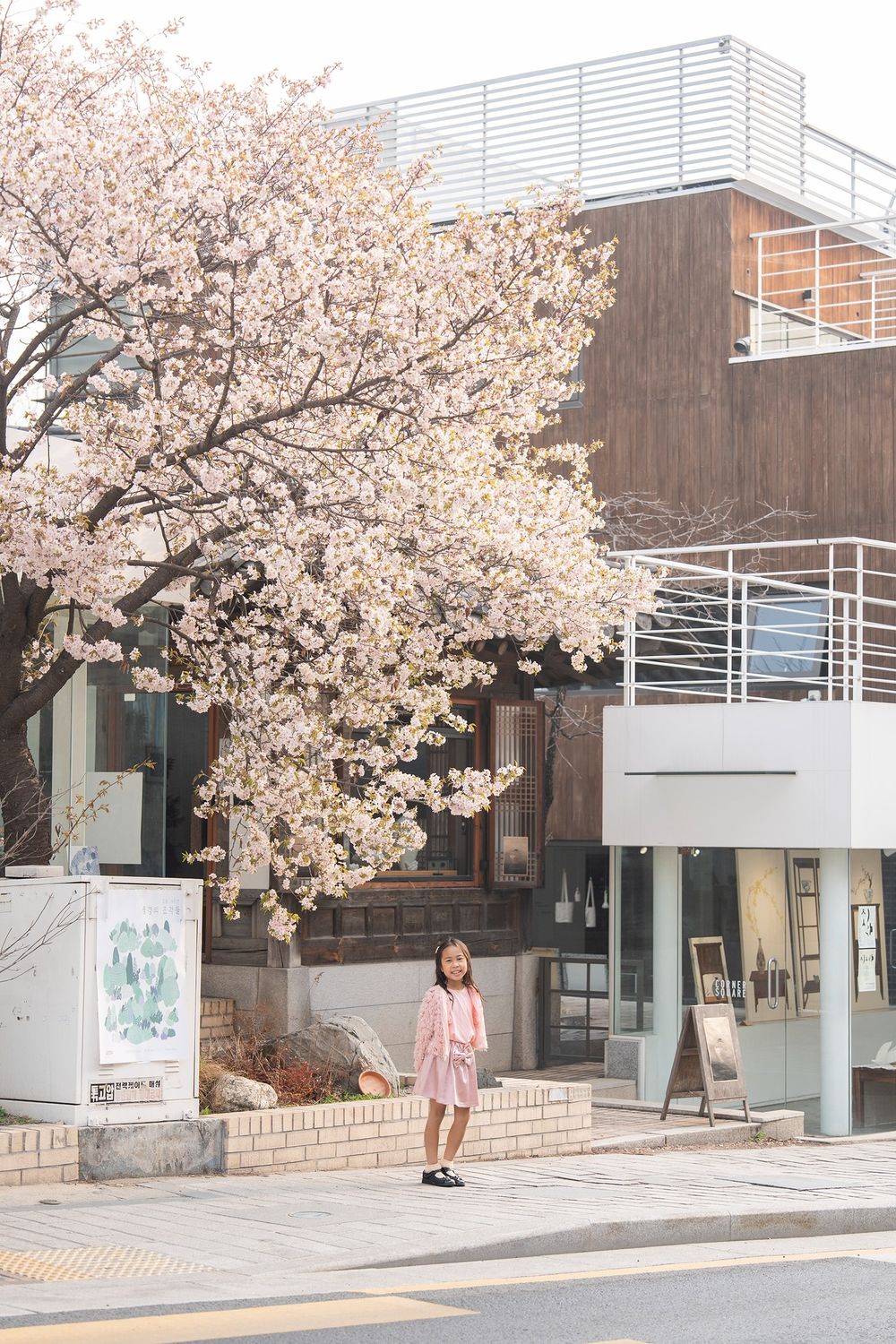 A young girl in a pink outfit stands beneath a blooming cherry blossom tree on a quiet urban street in spring.