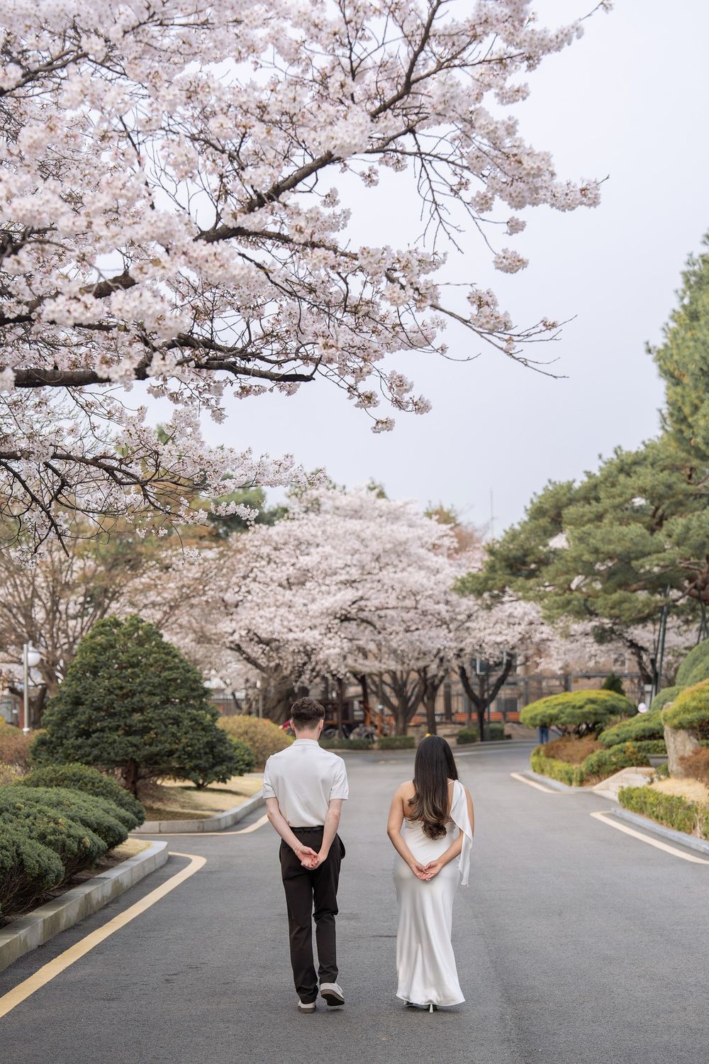 Couple in formal wear standing on a path lined with blooming cherry blossom trees in spring.