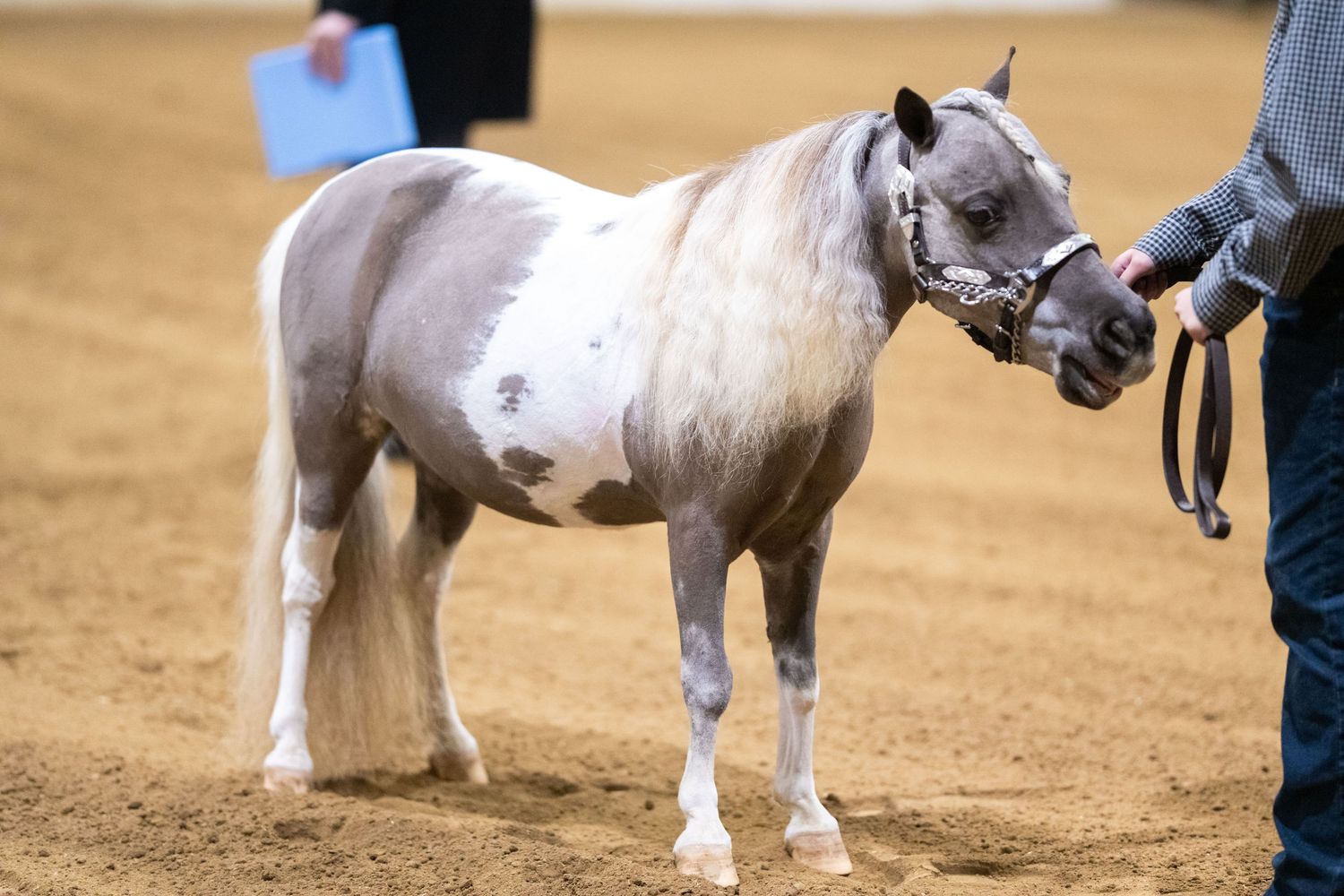 A small white and gray pinto miniature horse being led by a handler in an indoor show arena.