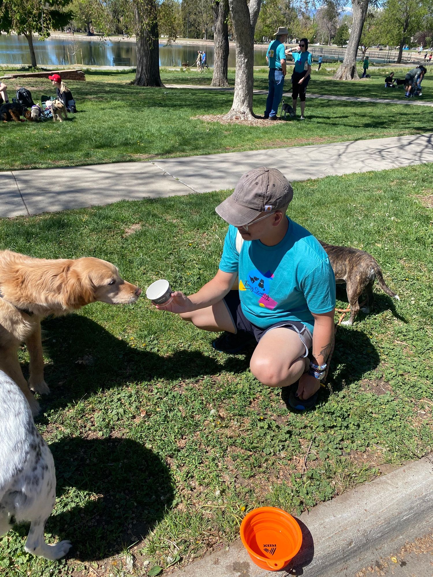 Person in blue shirt and gray cap giving water to dogs in a sunny park with trees and a pond in the background.