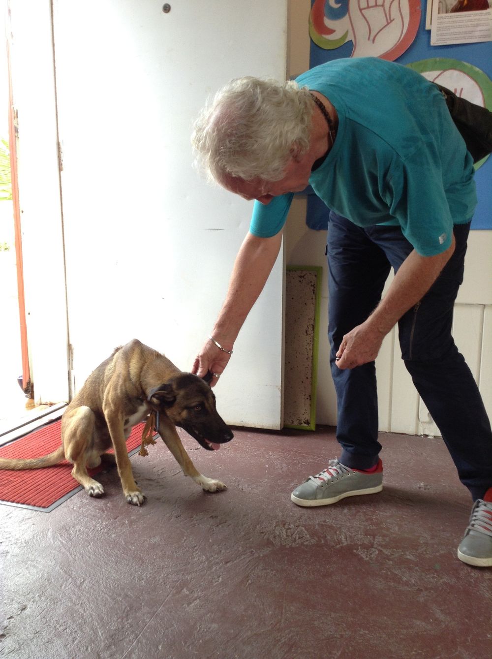 Elderly person in teal shirt bending down to pet a brown dog on a red mat inside a building.