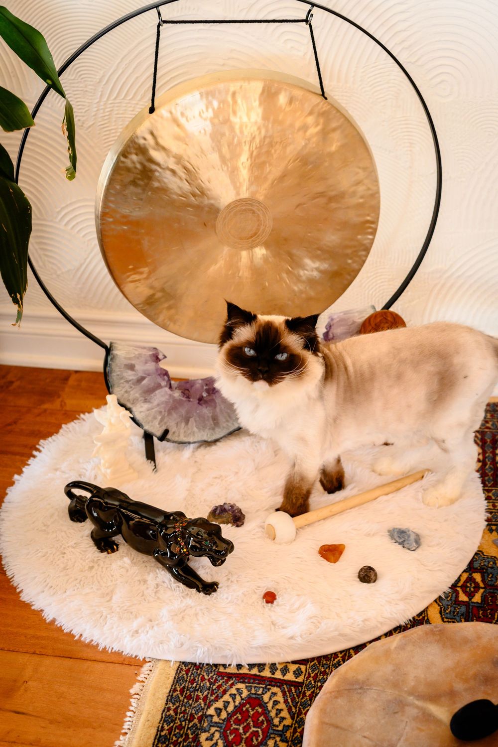 Siamese cat resting on a patterned rug beneath a gold cymbal in a series of progressive images. Branding photography Las Vegas
