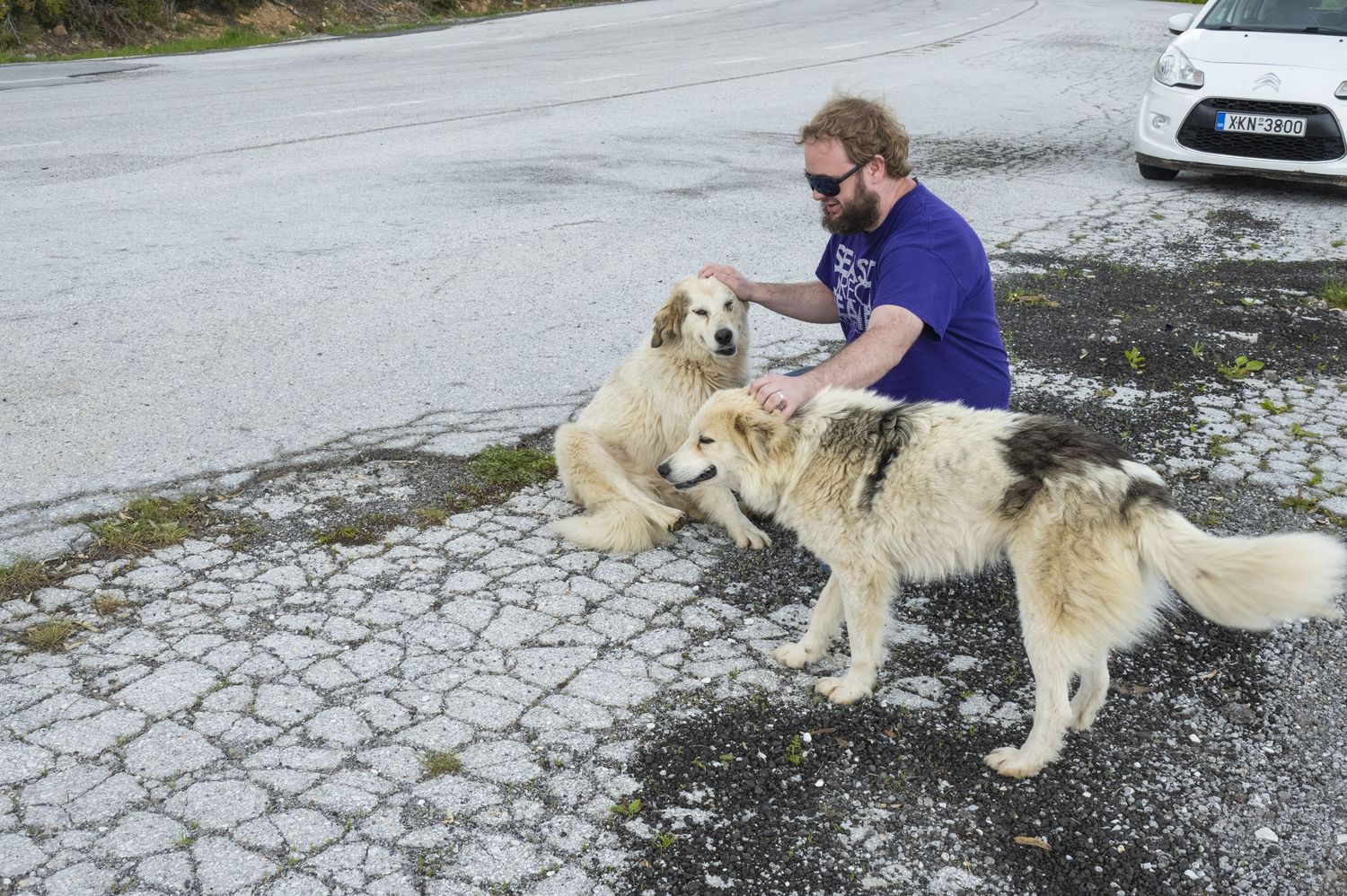 A sequence of images shows a person teaching a golden retriever dog to lie down on a gravel surface.