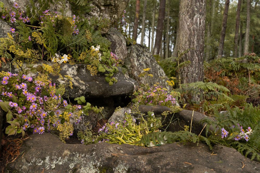 Scenic forest path with moss-covered rocks and blooming pink flowers along a wooded trail.