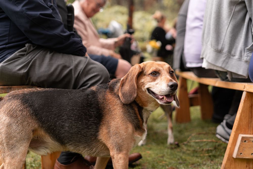 Dogs sitting on grass near wooden benches at an outdoor gathering.