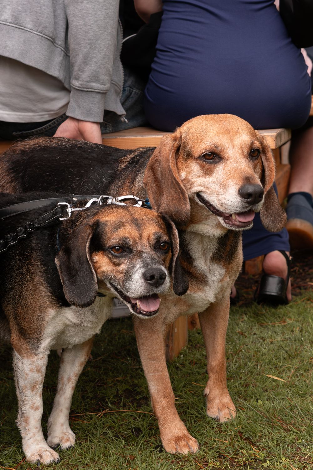 Two happy beagle mix dogs with brown and white fur standing together on grass outdoors.