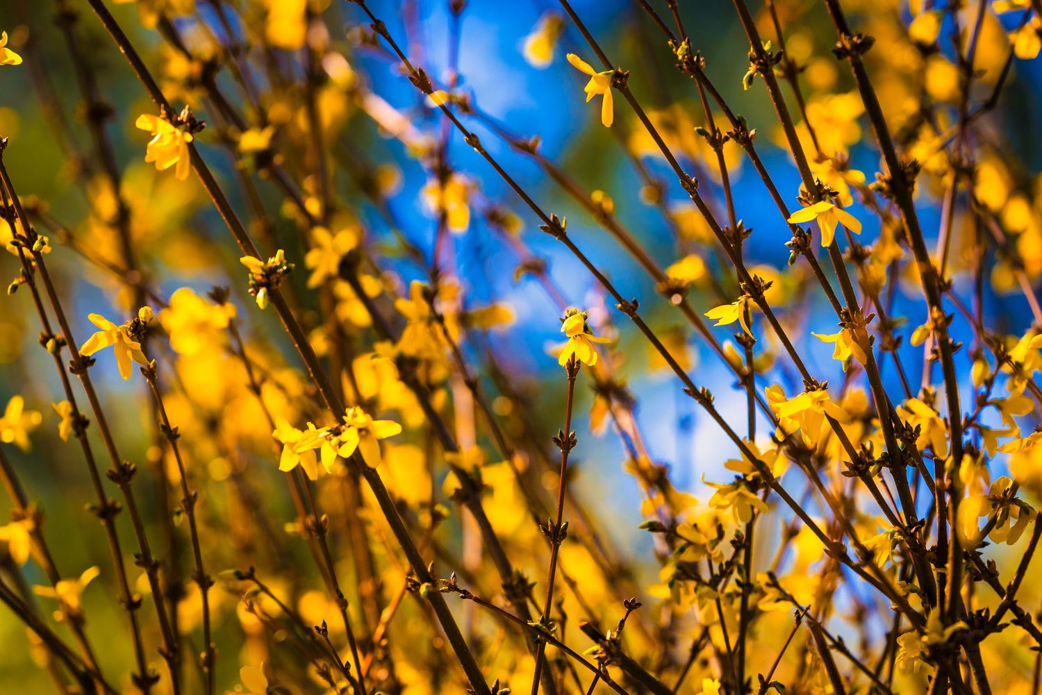 Yellow forsythia flowers bloom against a blurred bokeh background in early spring sunlight.