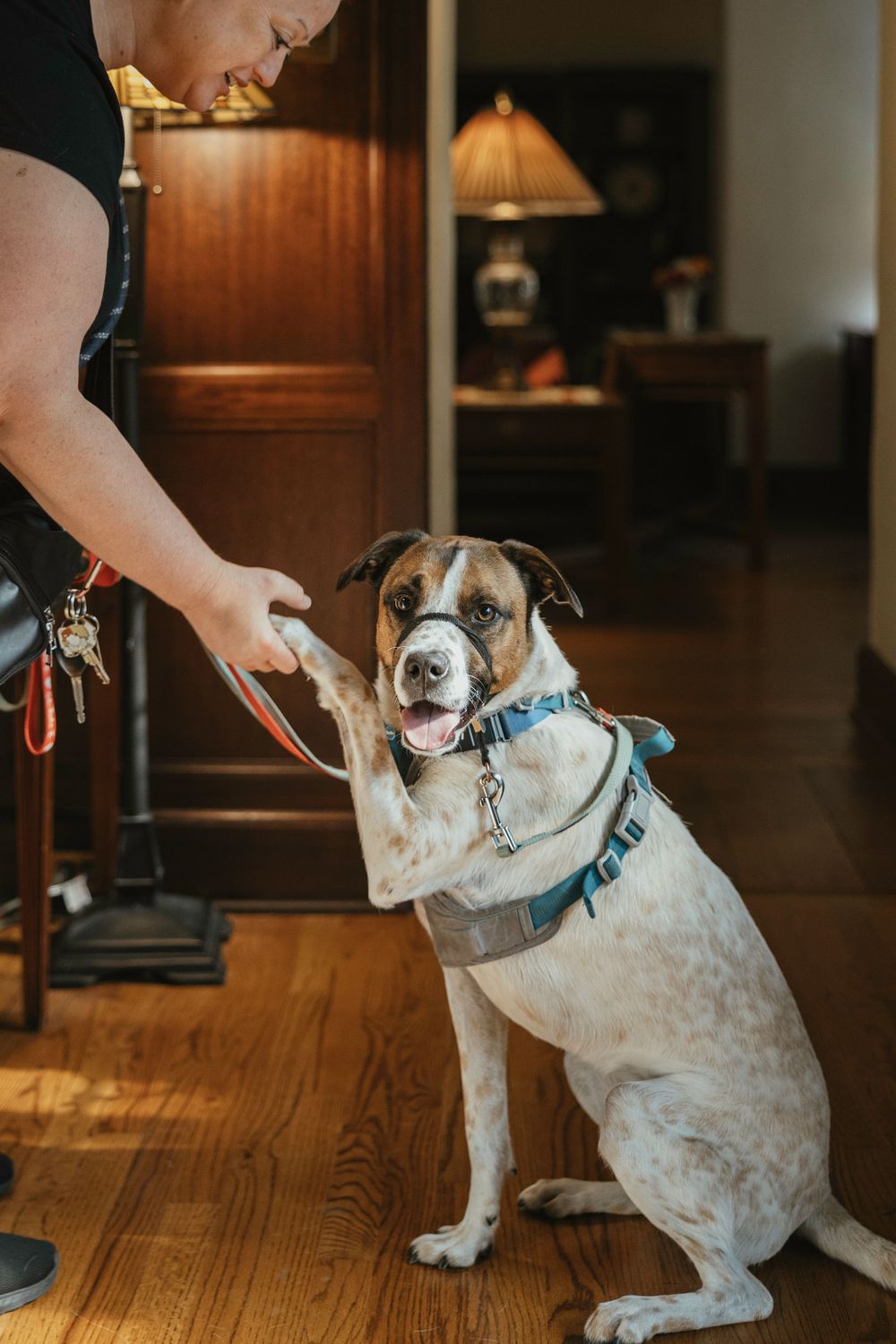 A white and brown spotted dog wearing a blue collar receives a treat from an outstretched hand in a cozy living room.