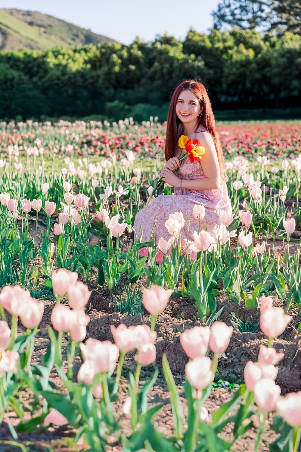 A scenic field of pink tulips in bloom with mountains and trees in the background during springtime.