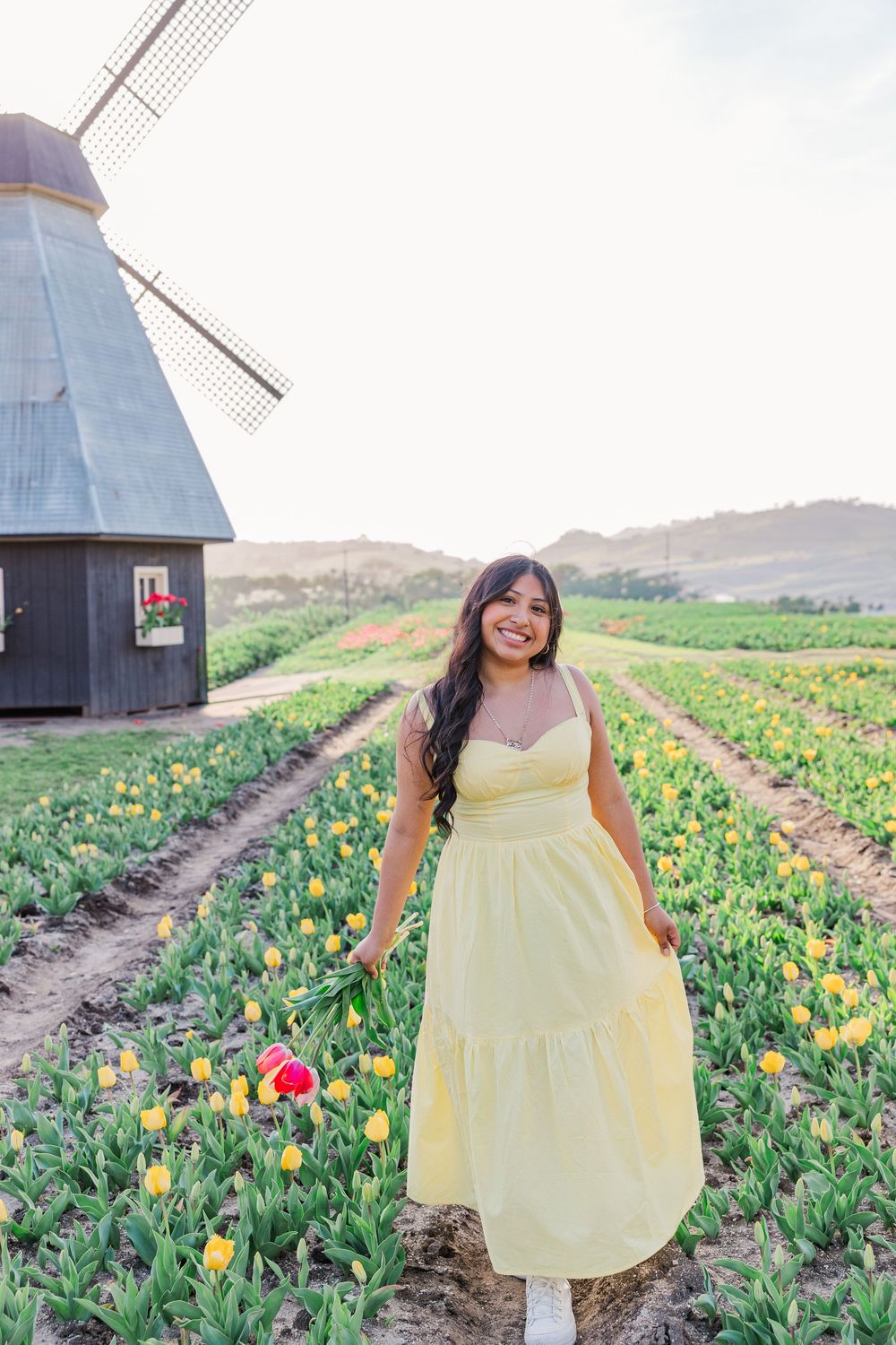 Yellow tulip field with rustic windmill and woman in yellow sundress walking along flower rows on sunny day.