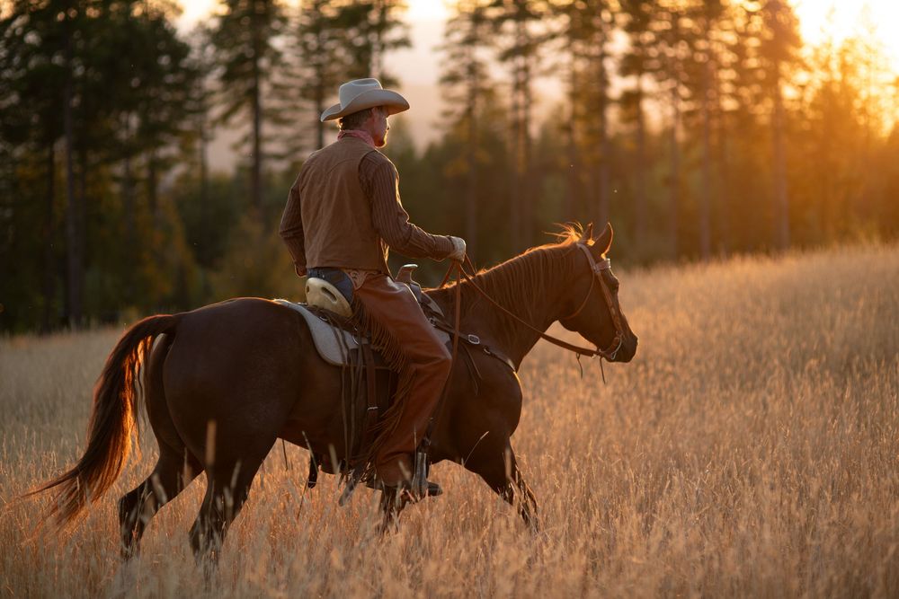 Horseback riders traverse a golden field at sunset with silhouetted pine trees in the background.