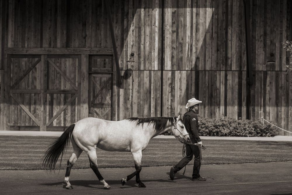 A black and white sequence of a horse walking in front of a wooden barn wall shows its natural gait pattern.