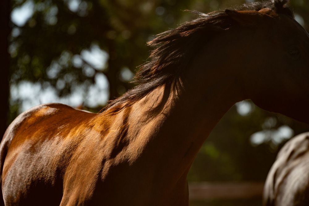 Sunlit horse's mane blowing in the wind with golden light creating a dramatic silhouette effect.