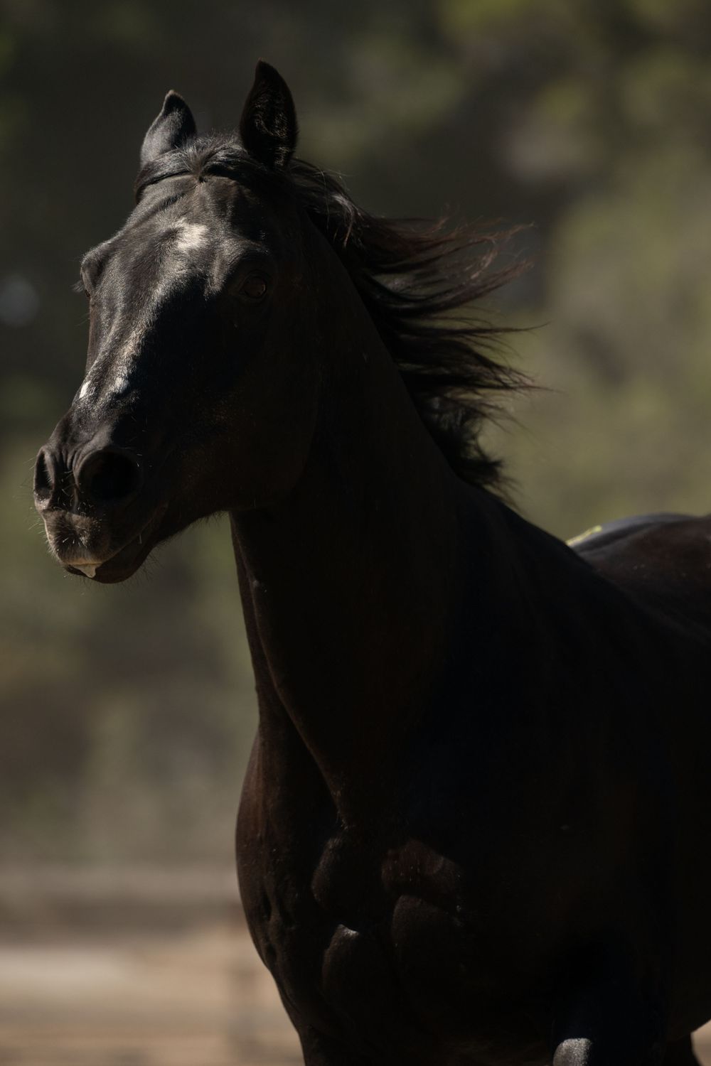 A black horse with flowing mane runs gracefully in dramatic lighting against a dark background.