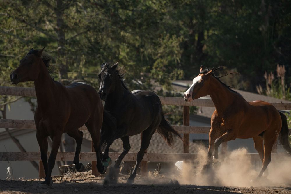 A sequence of horses running and kicking up dust in an outdoor paddock at sunset.