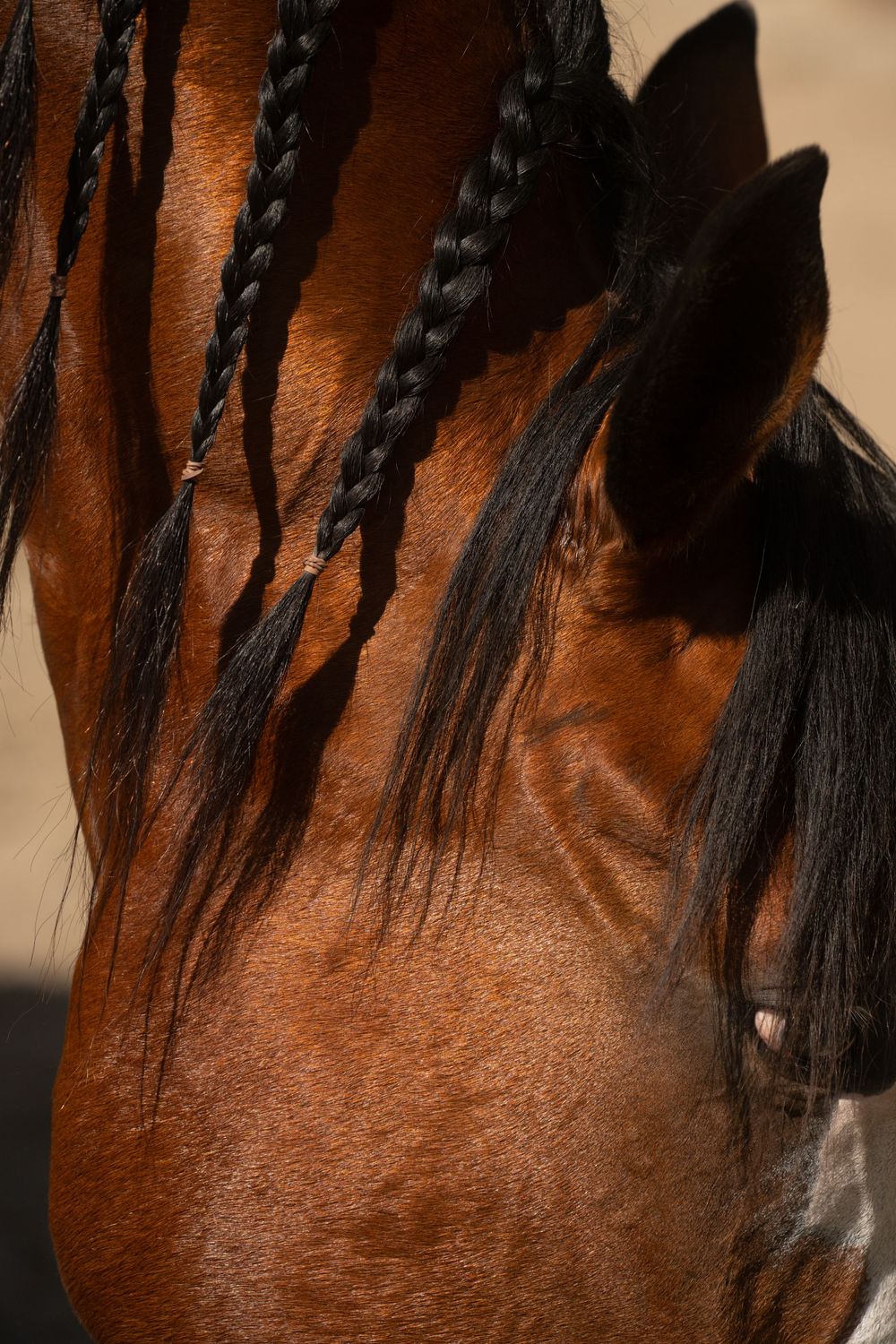 Close-up macro shot of a horse's neck showing detailed chestnut brown fur and black mane texture.