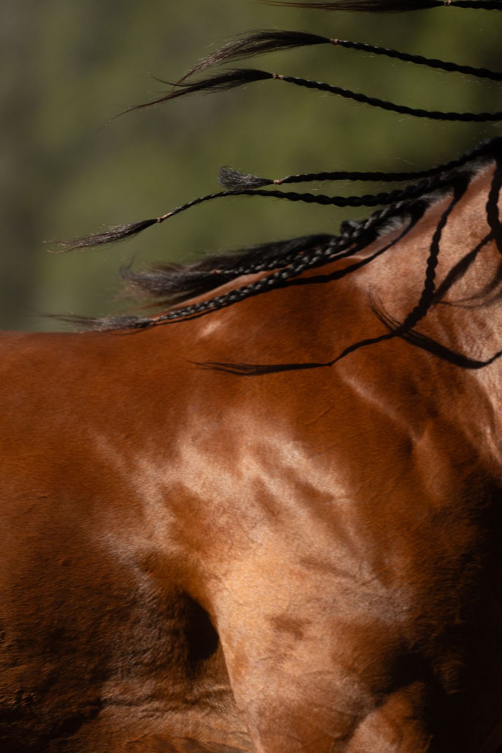 Artistic detail of a horse's muscular neck with sleek brown coat against a blurred natural background.