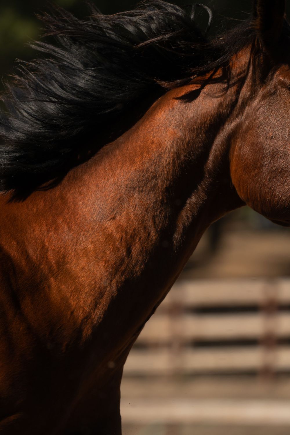 A series of close-up shots showing the profile of a bay horse's neck and head with a dark mane against a blurred background.