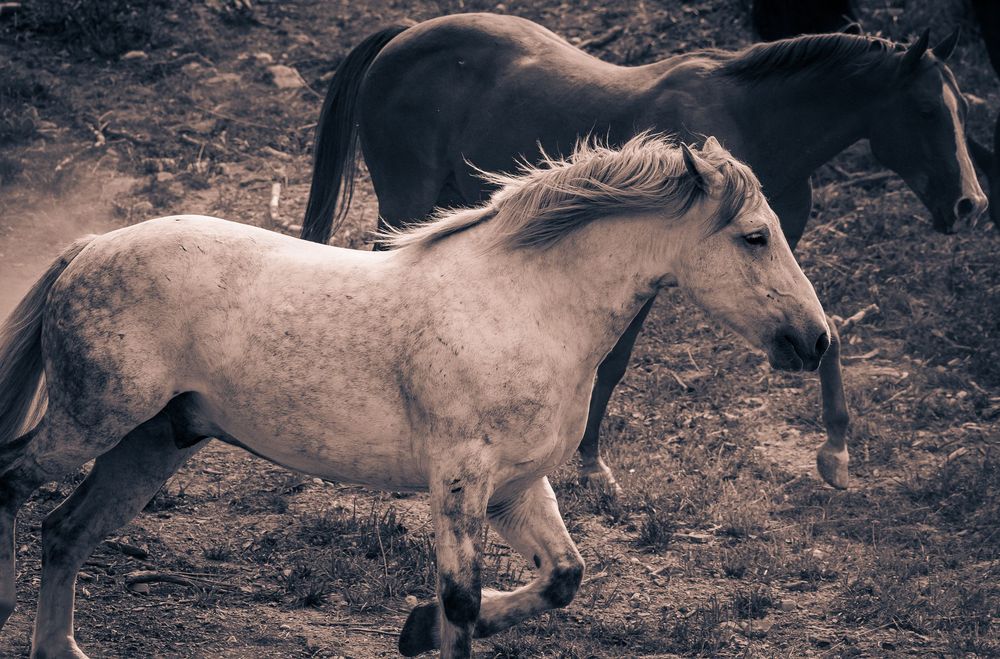 A pale horse gallops across dark terrain with other horses visible in the background.