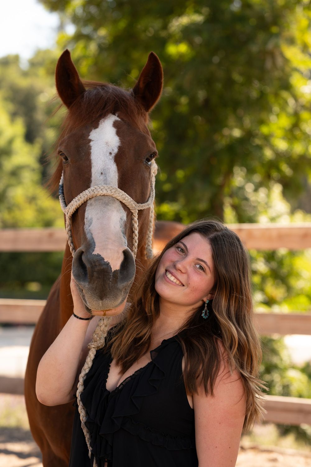 A brown horse with a white blaze stands in front of green foliage on a sunny day.