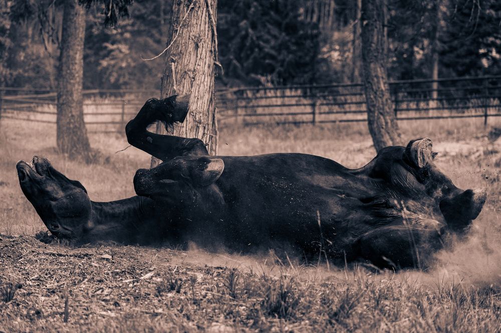 A black and white panoramic sequence shows a cat stalking and pouncing on another cat in a backyard setting.