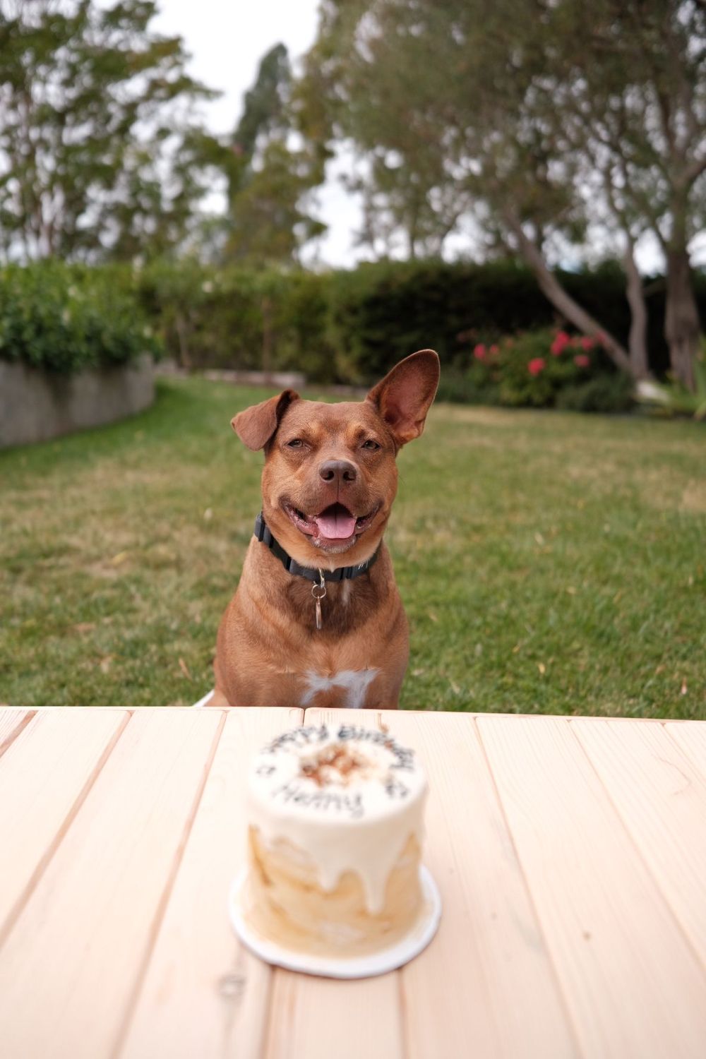 Happy brown dog sitting at wooden table with small white birthday cake.