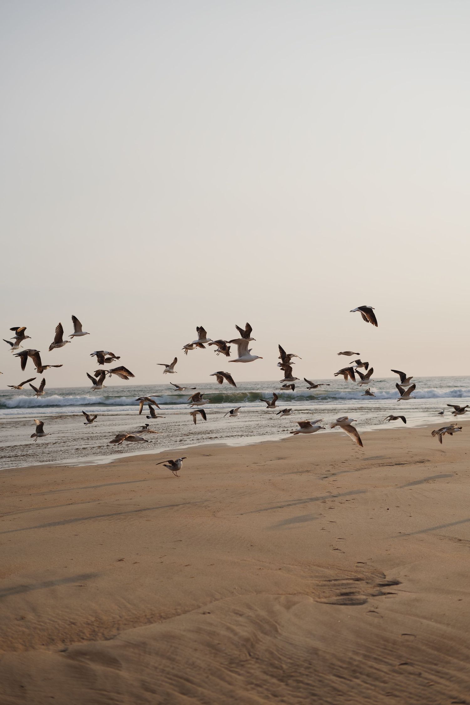 Silhouettes of seagulls flying over a sandy beach at sunset.