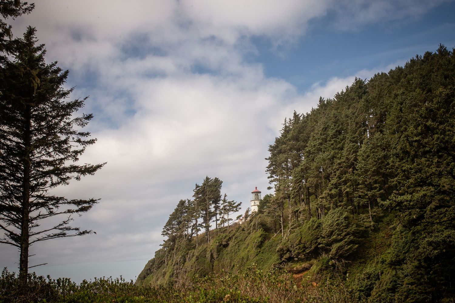 Whitney Popp, photographer, Oregon coast, forest and lighthouse