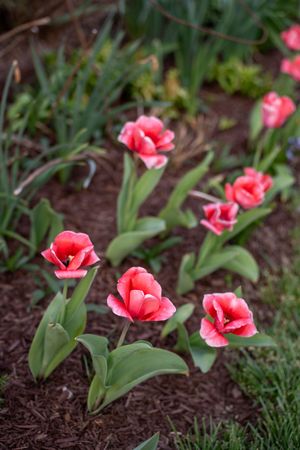Pink and white tulips blooming in a garden bed with dark mulch and green foliage in the background.