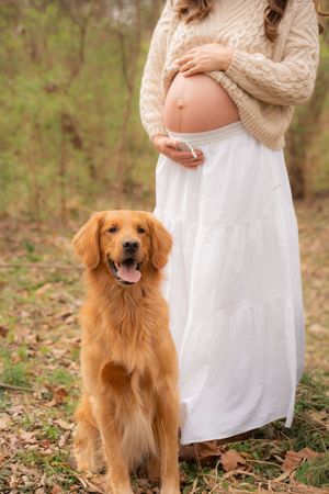 Golden retriever dog sitting beside pregnant woman in white skirt outdoors in autumn forest setting.