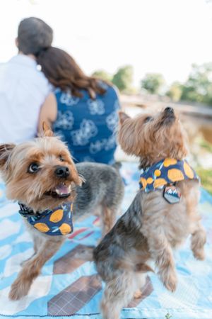 Two Yorkshire Terriers in matching bandanas playing on a picnic blanket by the lake.