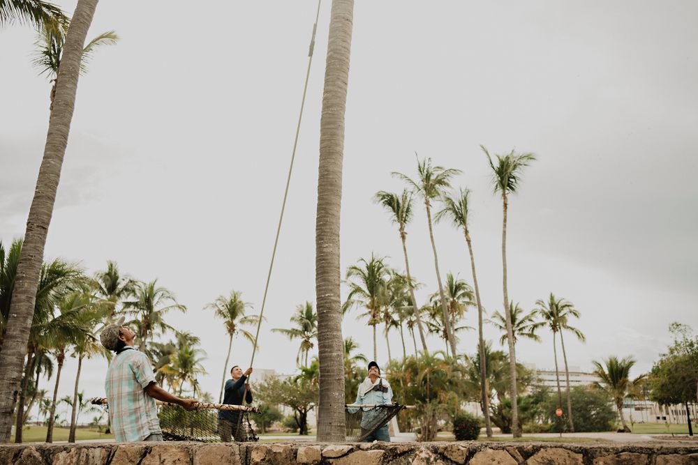 Workers cutting coconuts, adding a tropical vibe to this destination wedding session in Mazatlán