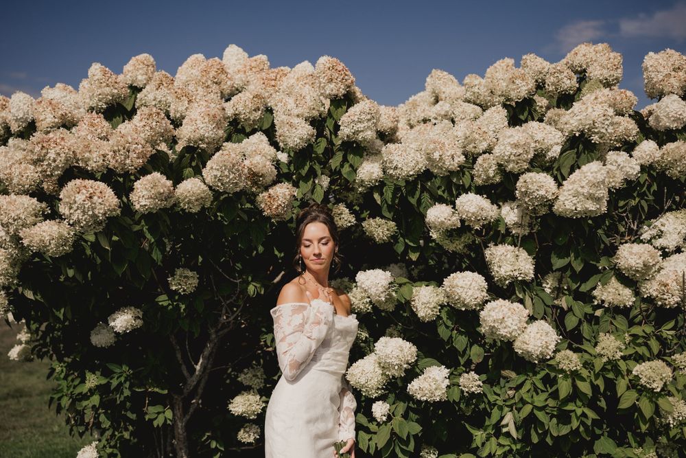 Bride poses by blooming white hydrangea bush in off-shoulder lace wedding gown.