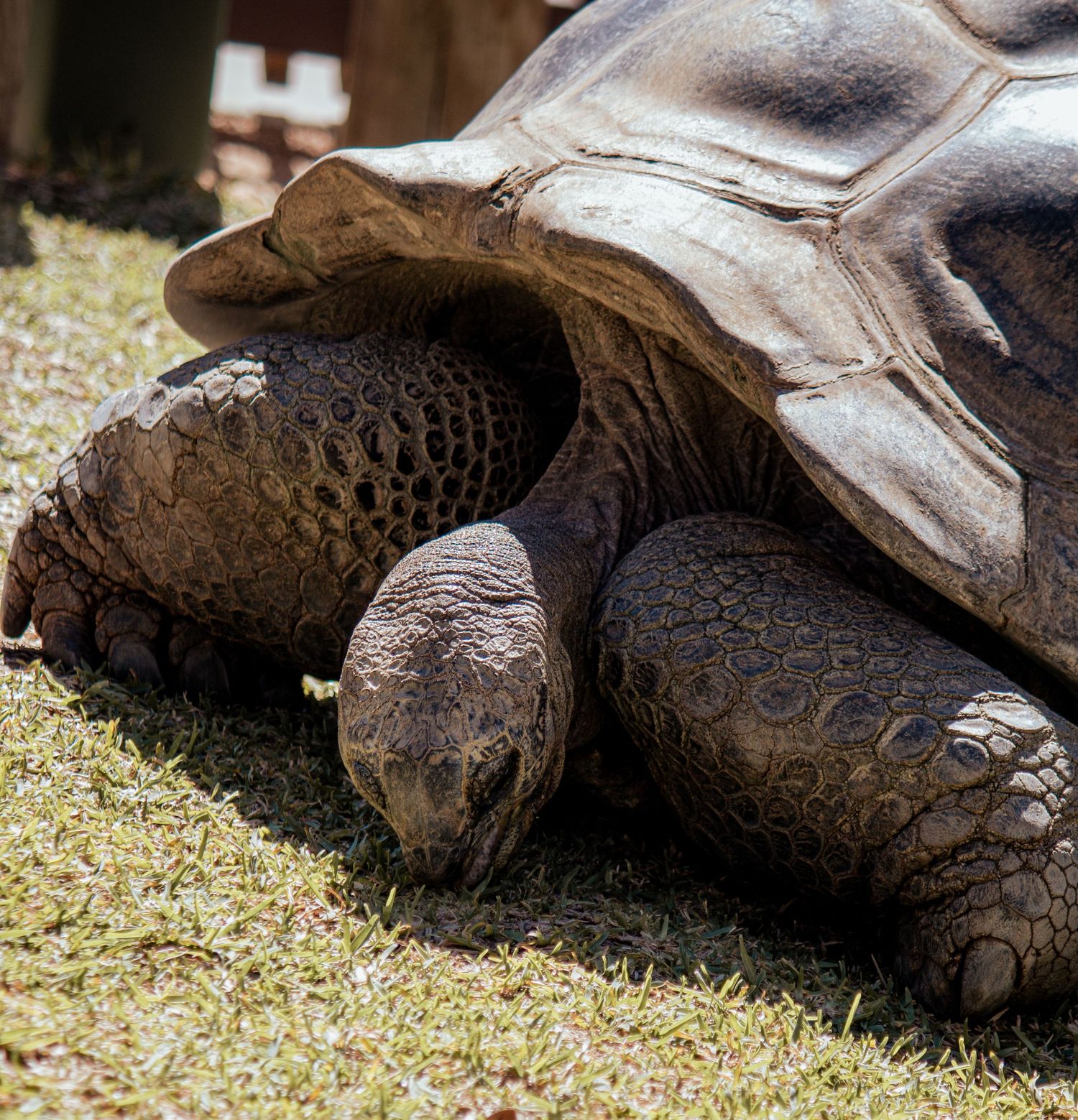 Close up profile of a Galapagos giant tortoise with wrinkled skin and distinctive dark shell resting on grass.