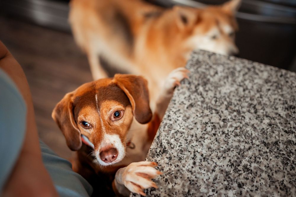 A brown dog peeks over a gray couch cushion while a cat is visible in the background.