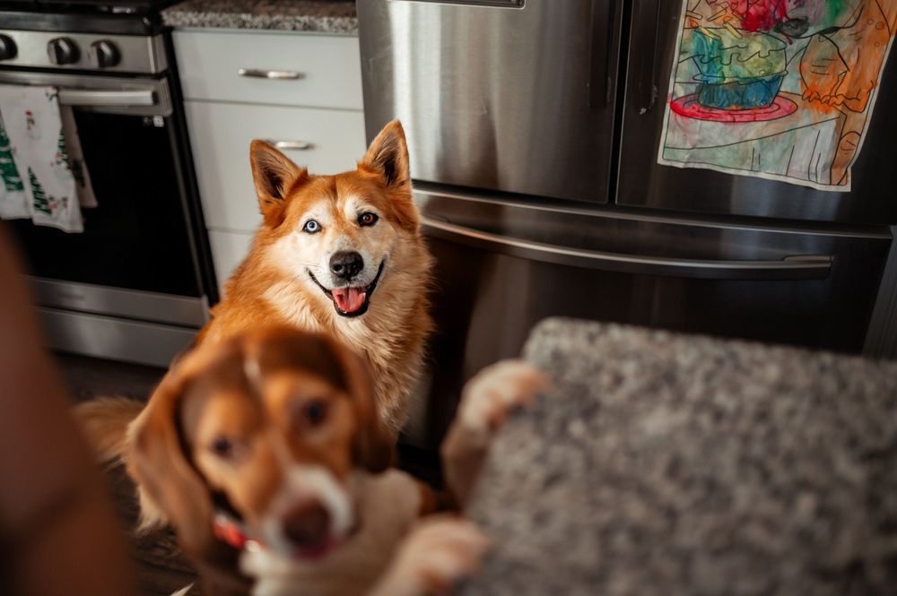 Two smiling red and white Shiba Inu dogs sitting in a kitchen with appliances visible in the background.
