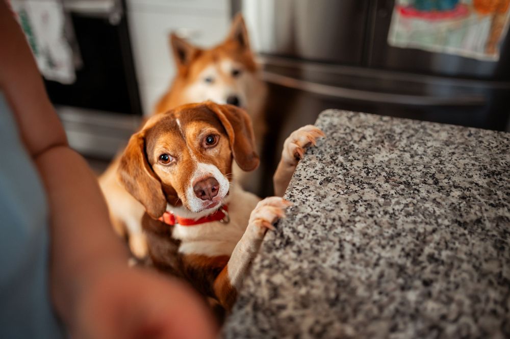 A curious beagle dog peers up from beside a gray couch while a husky sits in the background.