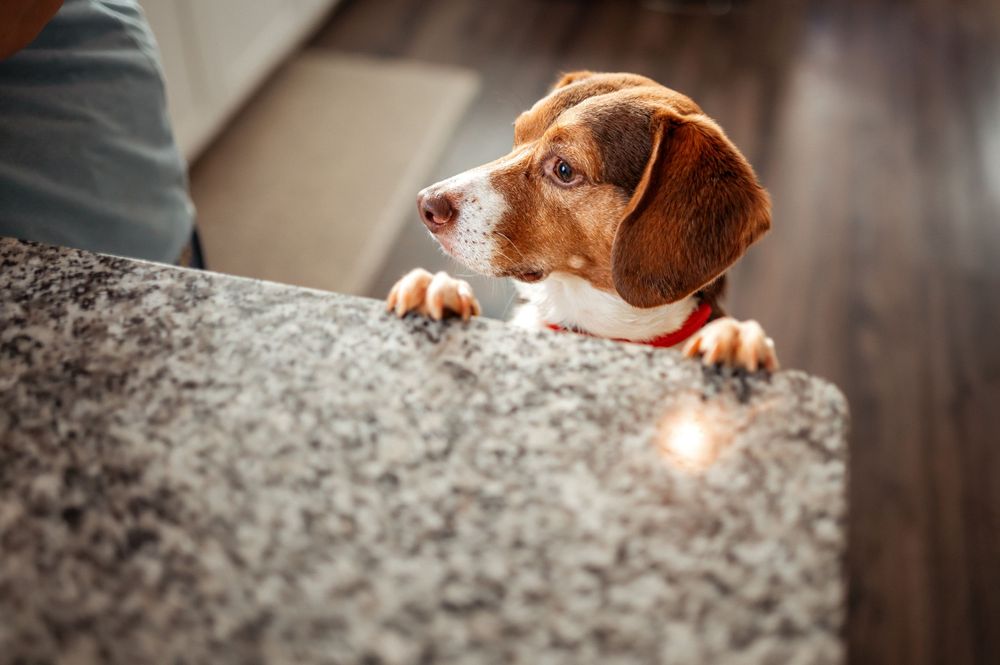 Curious brown and white dog peeking over a granite counter with paws resting on the edge.