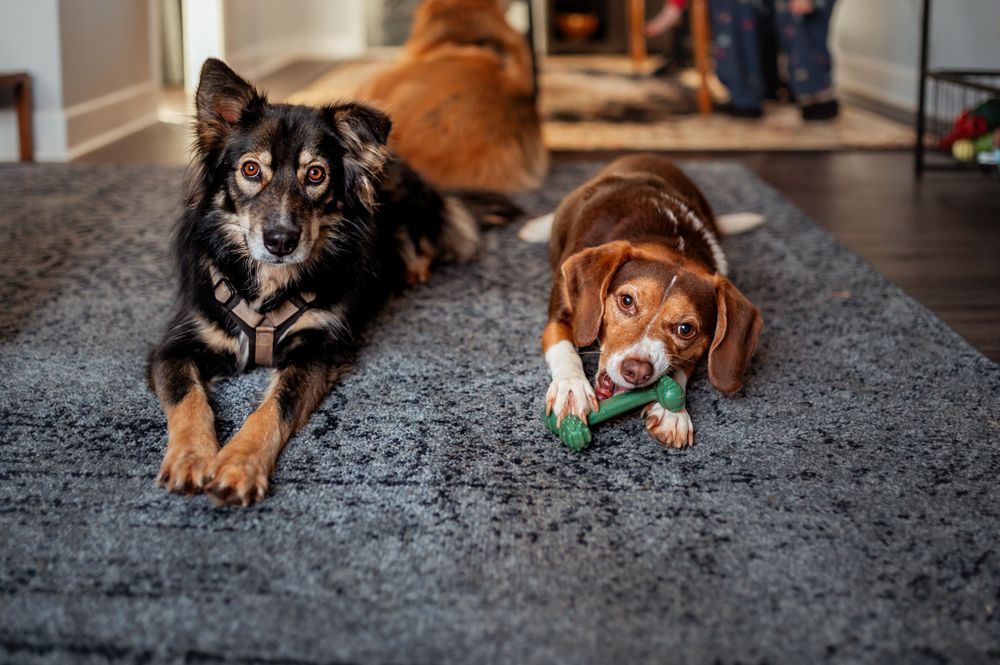 Two dogs laying on a gray carpet, with the brown dog chewing on a green toy and a black mixed breed dog beside.