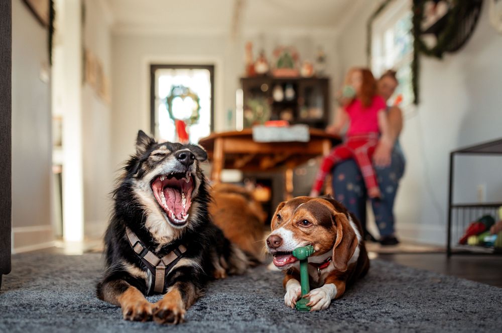 Two dogs laughing and playing together on a carpet while someone stands in the background of a cozy home interior.