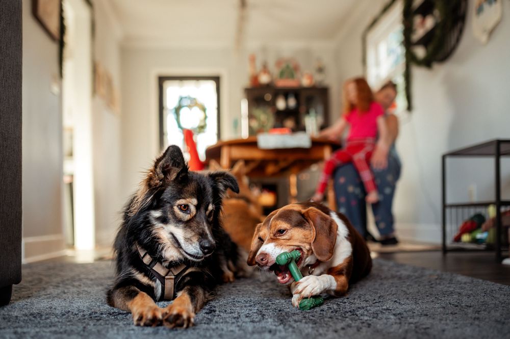 Two dogs lying together on a gray carpet in a bright home interior with someone in the background.