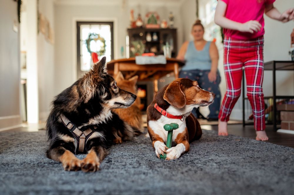 Two dogs lie on carpet wearing matching aqua collars with someone visible in plaid pants in the background.