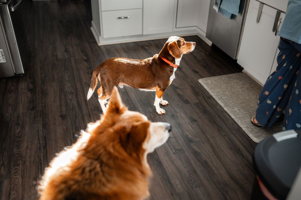 Two dogs stand on dark hardwood flooring in a kitchen, with sunlight creating dramatic shadows and lighting.