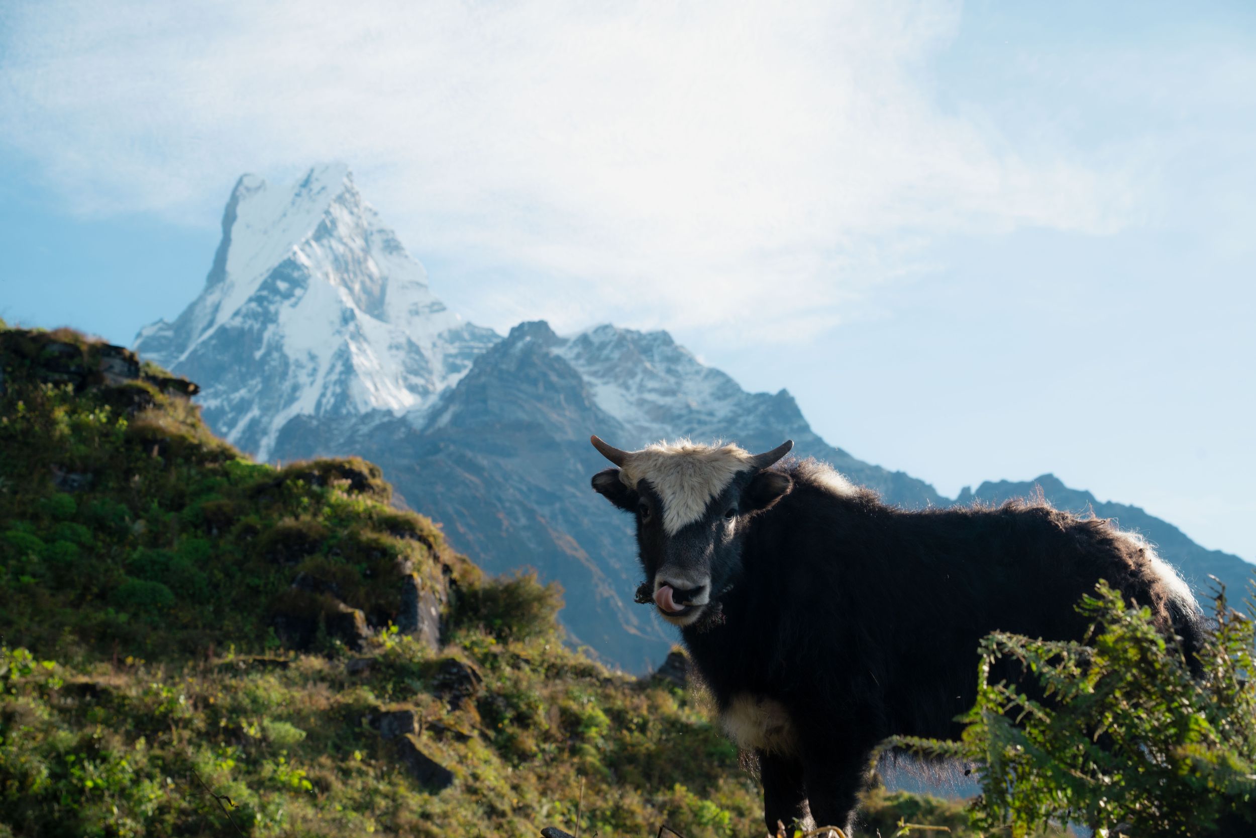 Yaks graze on a grassy mountainside with snow-covered Himalayan peaks in the background.