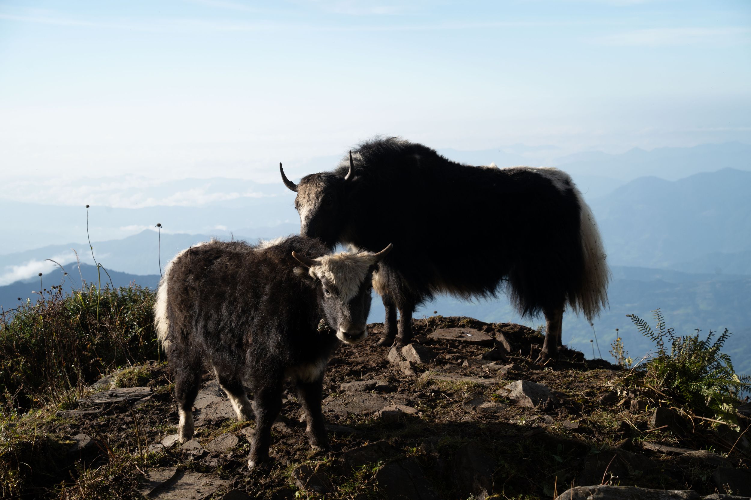 Yaks grazing on a high mountain ridge with distant peaks in the background.
