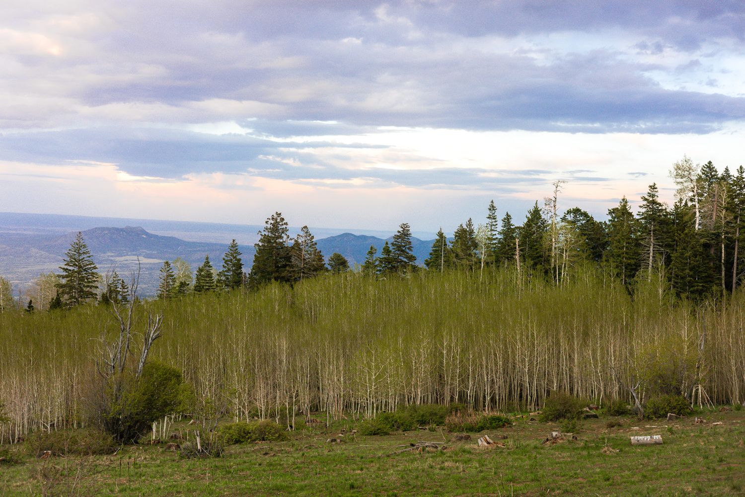 Aspen Grove in the Sandia Mountains at Sunrise in New Mexico